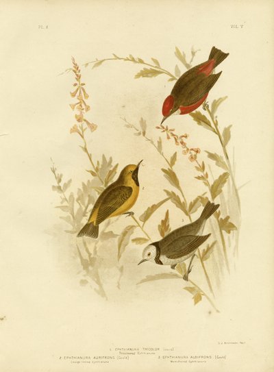 Dreifarbige Ephthianura, 1891 von Gracius Broinowski