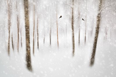 Ruhiger Winterwald von Gustav Davidsson