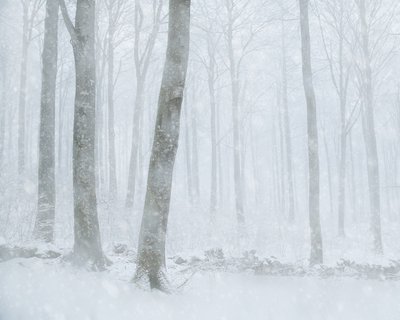 Winterlicher Schneefallwald von Gustav Davidsson