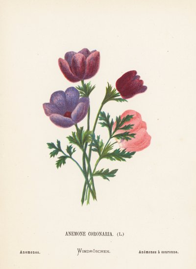 Wildblumen des Heiligen Landes: Anemone Coronaria; Anemonen von Hannah Zeller