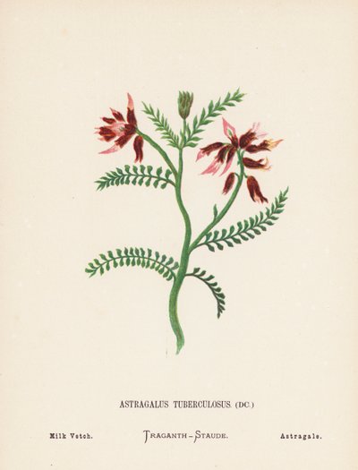 Wildblumen des Heiligen Landes: Astragalus Tuberculosus; Milchwicke von Hannah Zeller