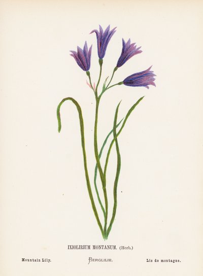 Wildblumen des Heiligen Landes: Ixiolirium Montanum, Kraut; Berglilie von Hannah Zeller