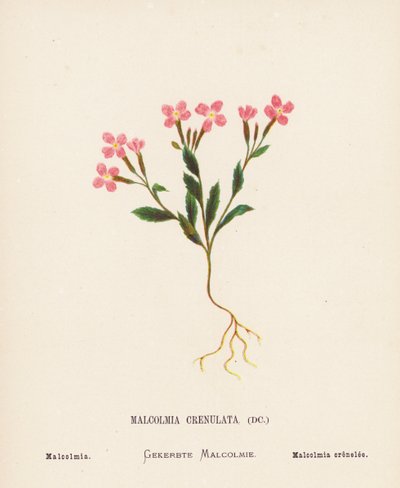 Wildblumen des Heiligen Landes: Malcolmia Crenulata; Malcolmia von Hannah Zeller
