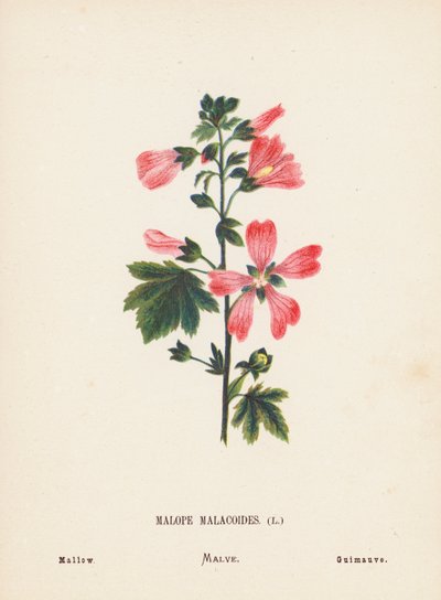 Wildblumen des Heiligen Landes: Malope Malacoides; Malve von Hannah Zeller