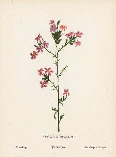 Wildblumen des Heiligen Landes: Plumbago Europaea; Plumbago von Hannah Zeller