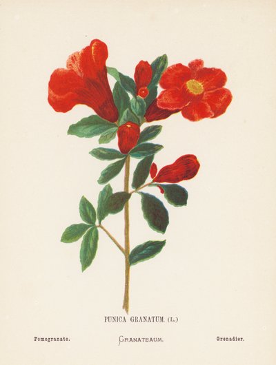 Wildblumen des Heiligen Landes: Punica Granatum; Granatapfel von Hannah Zeller