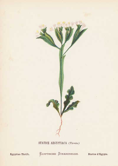 Wildblumen des Heiligen Landes: Statice Aegyptiaca, Thouin; Ägyptische Strandflieder von Hannah Zeller