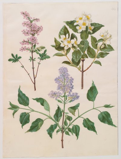 Syringa persica, Philadelphus coronarius und Syringa vulgaris aus dem Album Gottorfer Codex von Hans Simon Holtzbecher