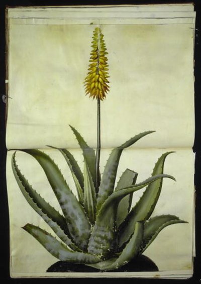 Aloe vera (Echte Aloe) von Hans Simon Holtzbecker