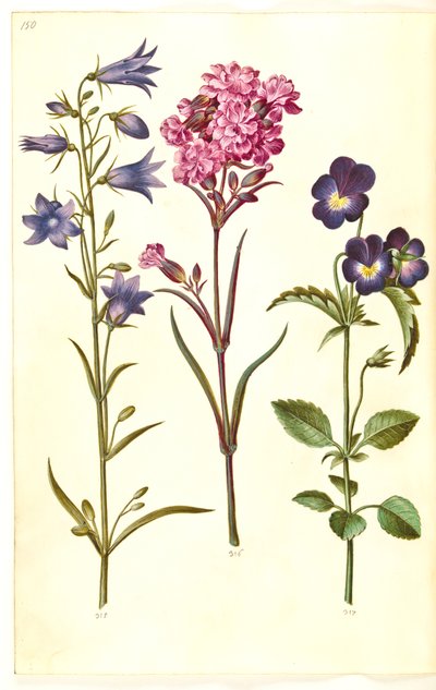 Campanula rotundifolia (Rundblättrige Glockenblume); Silene viscaria (Gemeines Leimkraut); Viola tricolor (Stiefmütterchen) von Hans Simon Holtzbecker