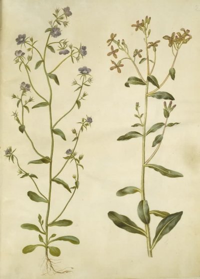 Legousia speculum-veneris (echtes Venusspeigel); Hesperis tristis (Nachtviole) von Hans Simon Holtzbecker