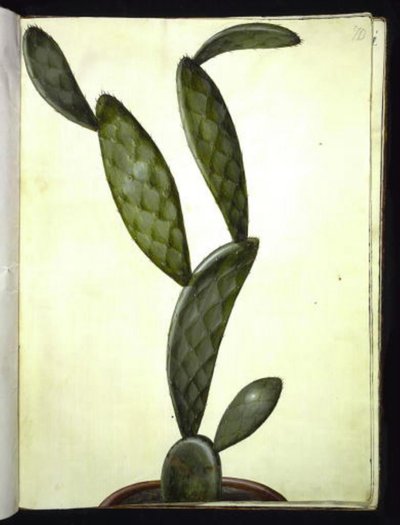 Opuntia monacantha (entornet Feigenkaktus) von Hans Simon Holtzbecker