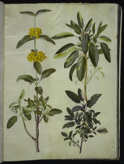 Phlomis fruticosa (gewöhnlicher Löwenschwanz); Salvia officinalis (Heil-Salbei) von Hans Simon Holtzbecker