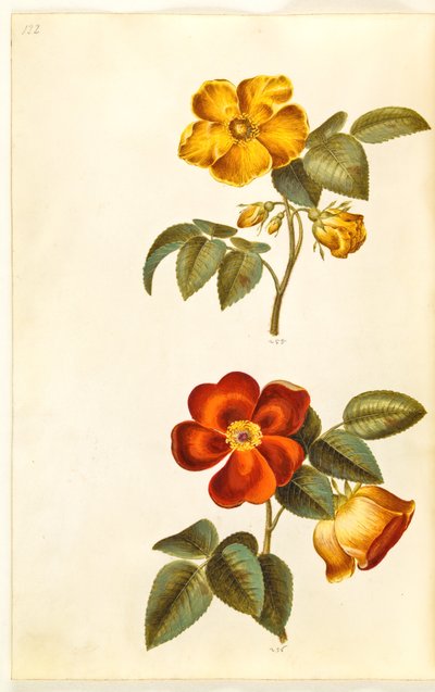 Rosa foetida (Gelbe Rose); Rosa foetida (Türkische Rose) von Hans Simon Holtzbecker