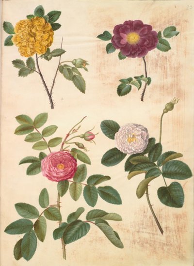 Rosa hemisphaerica (schwefelgelbe Rose); Rosa gallica (Samtrose); Rosa ×damascena (Damaszener-Rose) von Hans Simon Holtzbecker