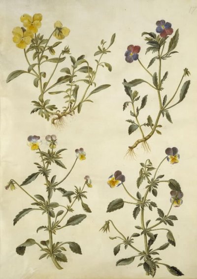 Hornveilchen; Stiefmütterchen von Hans Simon Holtzbecker