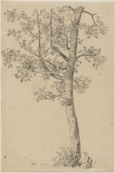 Eberesche von Hans Thoma