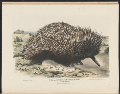 Säugetiere Australiens (Krefft) Nla.obj-33627803-15 Der Australische Igel von Harriet Morgan