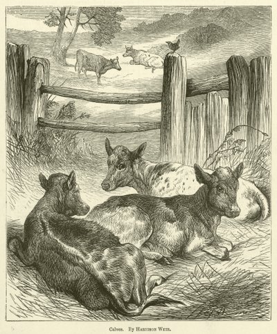 Kälber von Harrison William Weir