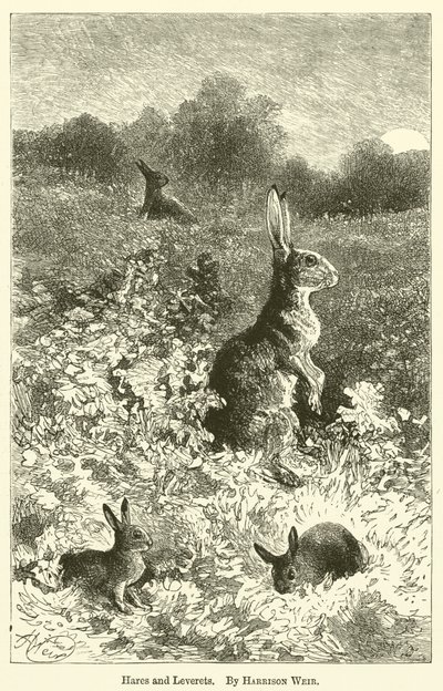 Hasen und Junghasen von Harrison William Weir