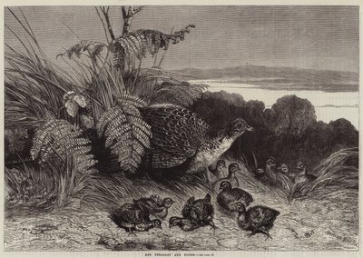 Henne und Küken von Harrison William Weir