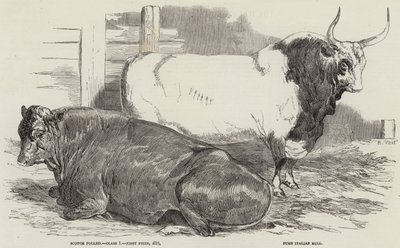 Preisrinder auf der Ausstellung der Royal Agricultural Society in Windsor von Harrison William Weir
