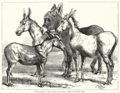 Preisgekrönte Esel auf der Crystal Palace Show von Harrison William Weir