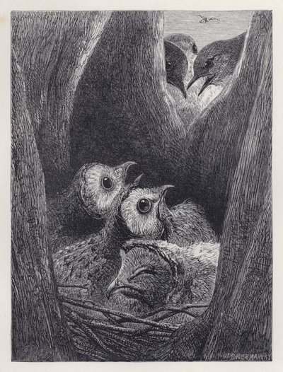 Das Nest der jungen Eulen von Harrison William Weir