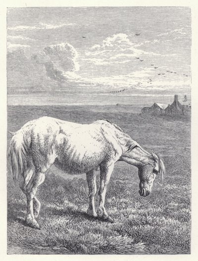 Das alte Pferd von Harrison William Weir
