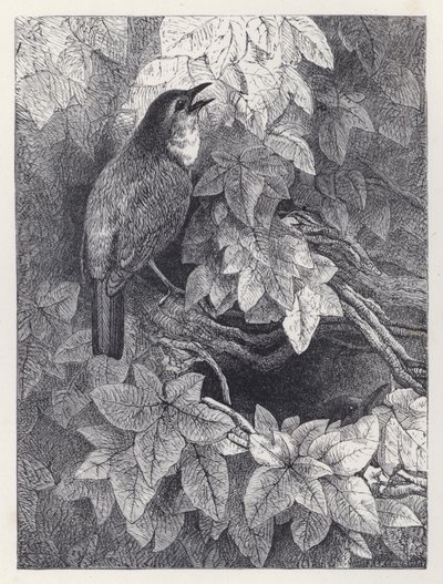 Das Nest der Rotkehlchen (Stich) von Harrison William Weir