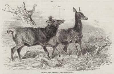 Die königlichen Hirsche, Waldmann und Bauernruhm von Harrison William Weir