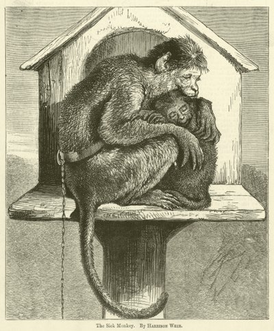 Der kranke Affe von Harrison William Weir