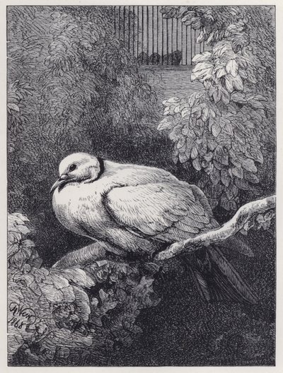 Die unglückliche Taube von Harrison William Weir