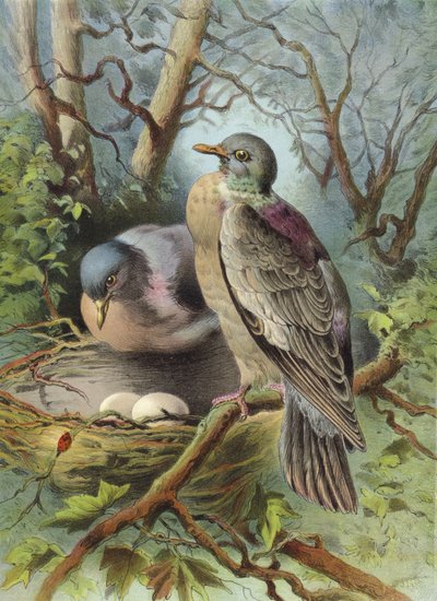 Ringeltaube von Hector Giacomelli