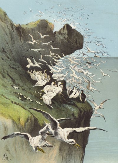 Basstölpel von Hector Giacomelli