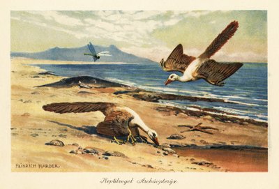 Zwei Archaeopteryx suchen am Ufer nach Nahrung von Heinrich Harder