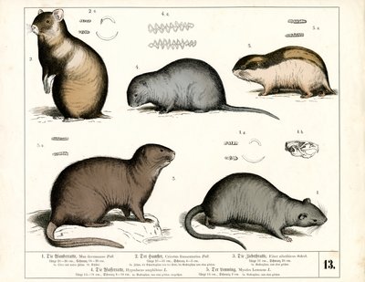 Europäische Nagetiere: Ratten und Wühlmäuse von Heinrich Leutemann