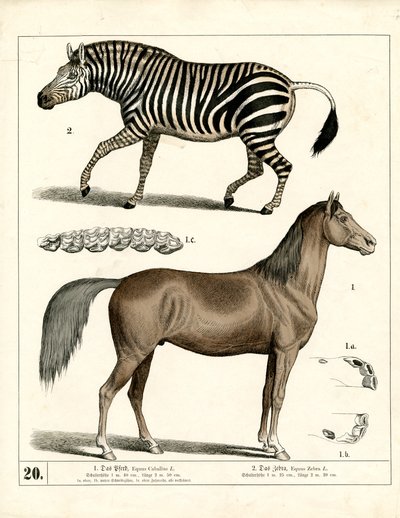 Pferd und Zebra mit anatomischen Details von Heinrich Leutemann