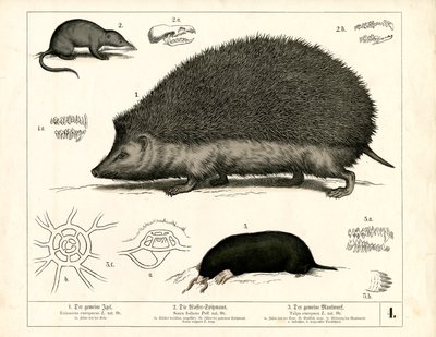 Insektenfresser: Igel, Spitzmaus und Maulwurf von Heinrich Leutemann