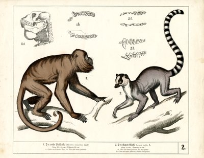 Affe und Lemur: Roter Brüllaffe und Katta von Heinrich Leutemann