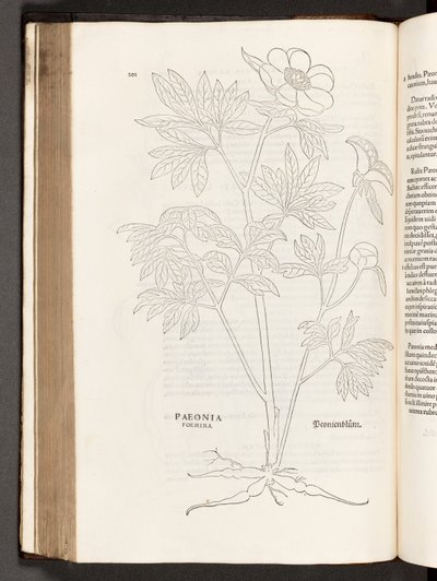 BT3.267.5 S.311 Pfingstrose, Illustration aus De historia stirpium commentarii insignes von Leonhart Fuchs, 1542 von Heinrich and Meyer, Albert Fullmaurer