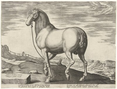 Pferd aus Korsika von Hendrick Goltzius (possibly)