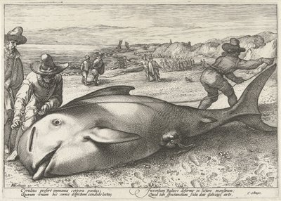 Gestrandeter Grindwal am Strand bei Zandvoort, 1594 von Hendrick Goltzius (workshop of)