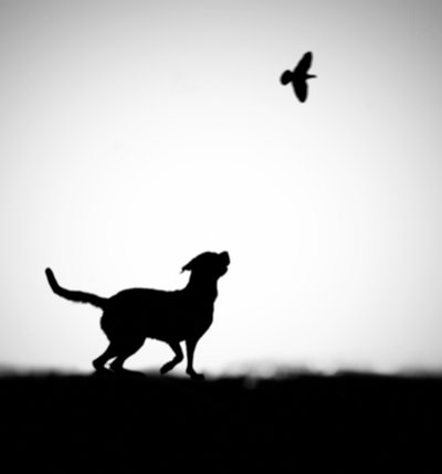 Verspielte Hund-Vogel-Silhouette von Hengki Lee
