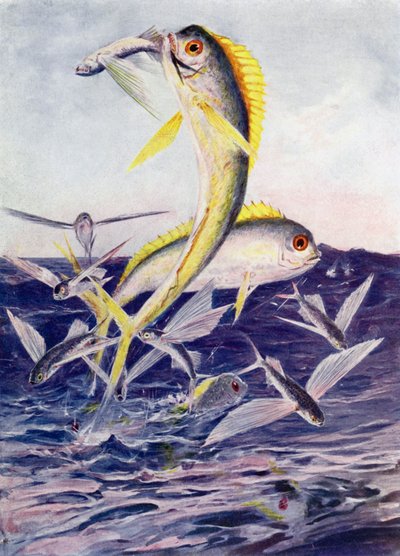 Fliegende Fische angegriffen von Henry Charles Seppings Wright