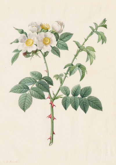 Heckenrose oder Hundsrose (Rosa Leucantha) von Henry Joseph Redouté