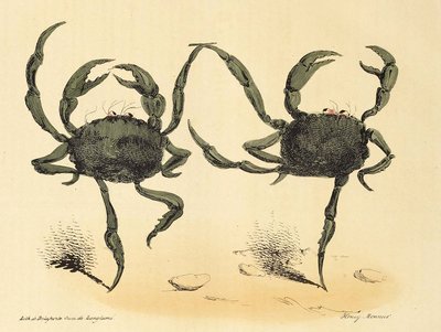 Danse Fantastique aus La Caricature, veröffentlicht 1831 Lithographie, 1831 von Henry Monnier