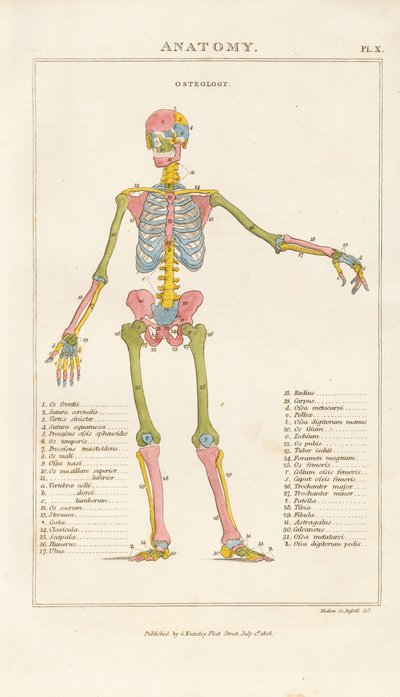 Farbkodiertes menschliches Skelett – Vorderansicht von Henry Mutlow