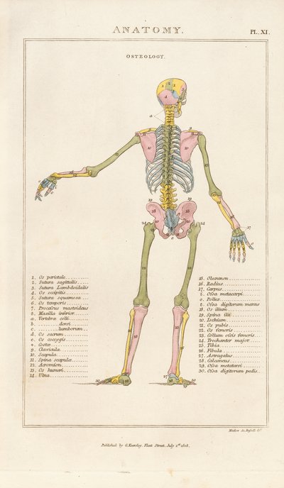 Farbkodiertes menschliches Skelett – Rückansicht von Henry Mutlow
