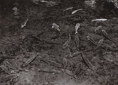 Karpfen im See von Kumamoto von Herbert Ponting